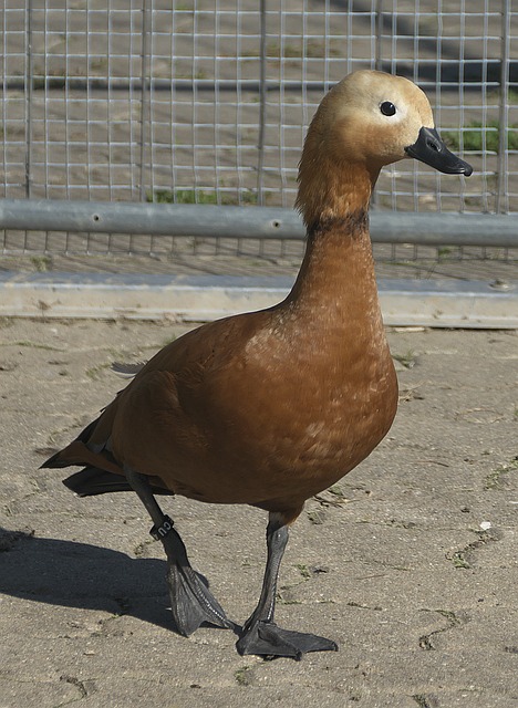 有当米兰